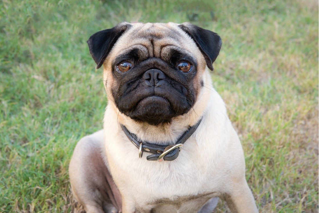How Long Do Pugs Live? Common Health Problems Explained