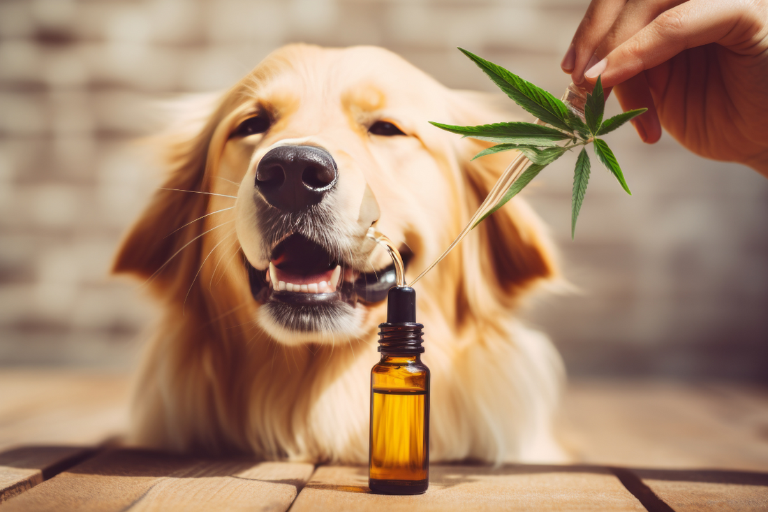 Is CBD Safe for Dogs? An In-Depth Look