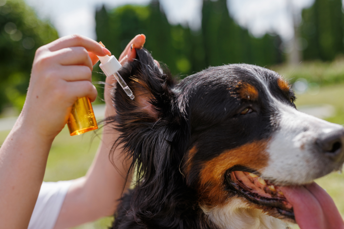 CBD Salve vs. CBD Oil for Dogs: Which One Works Faster for Pain?