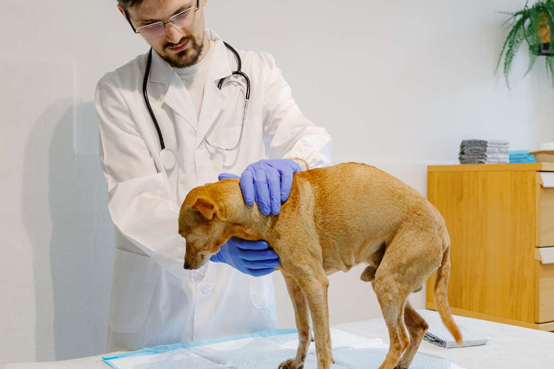 Dog’s Tumors - How Can CBD Oil Help?