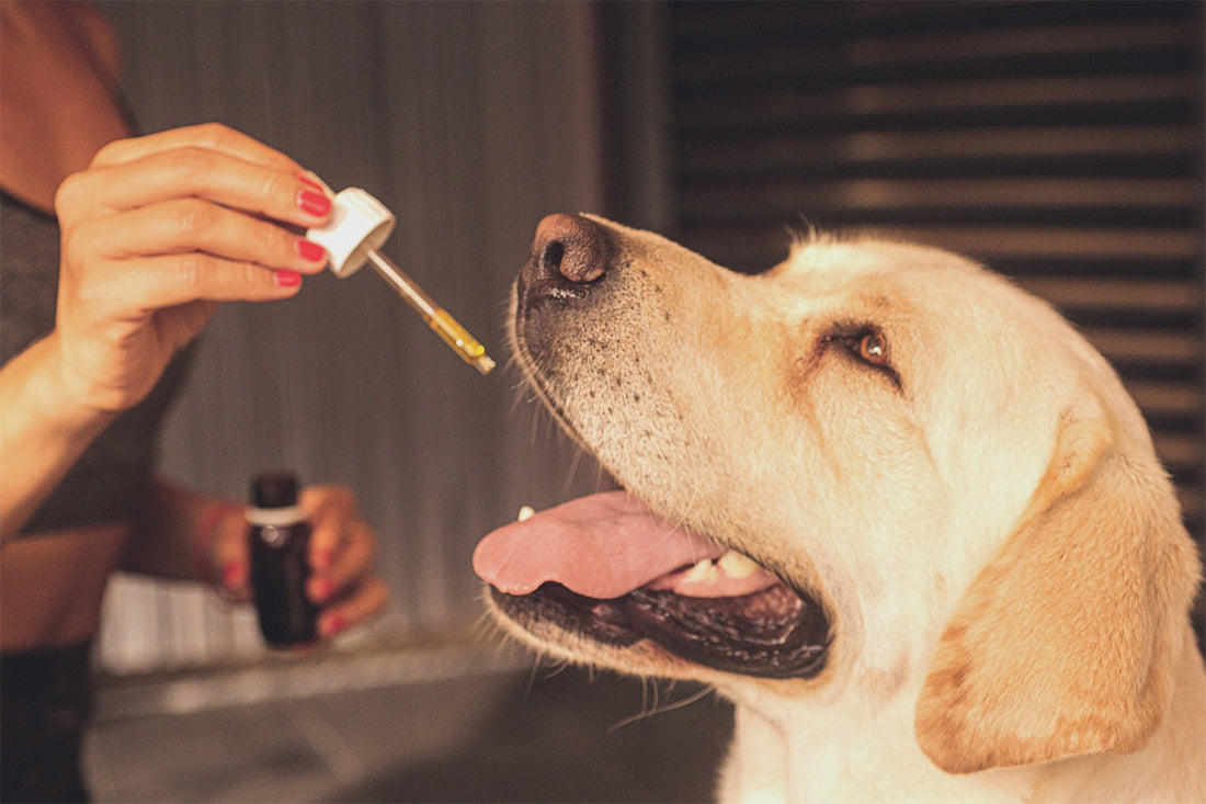 Can CBD Help with Dog Aggression?