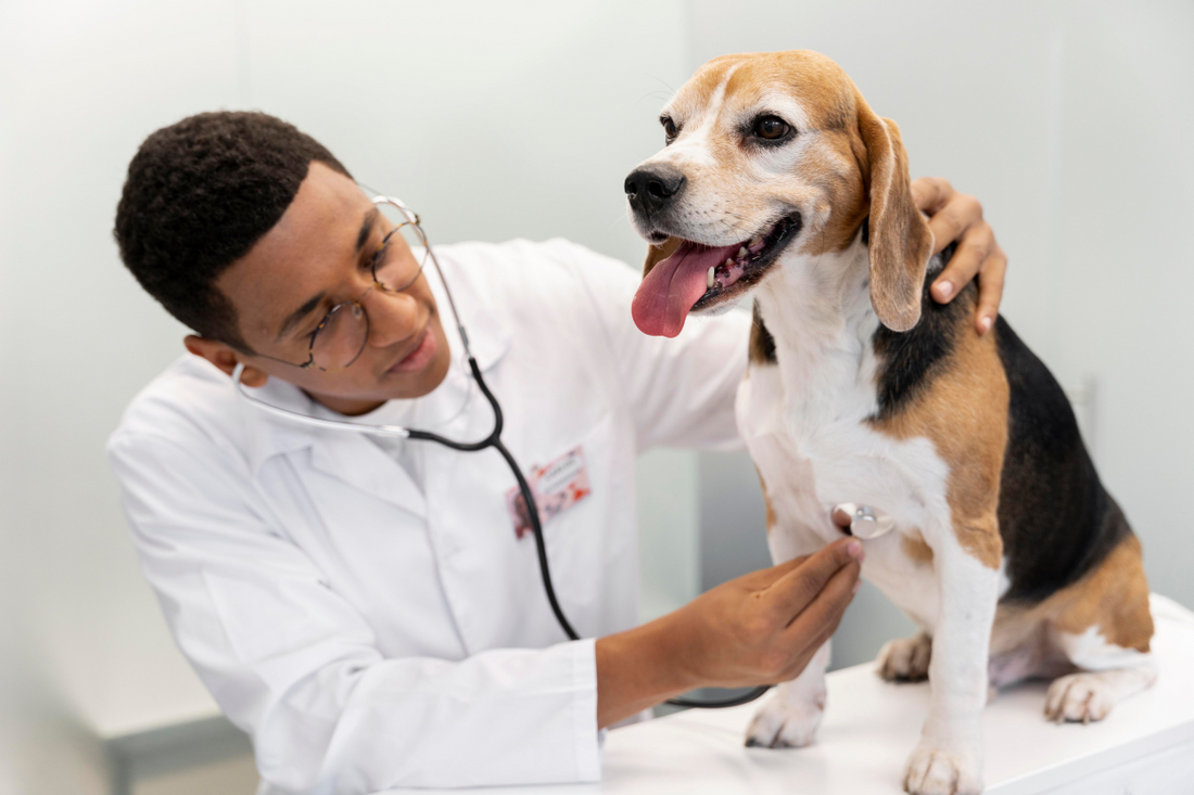 What’s a Dog Heart Murmur? Symptoms and Treatments