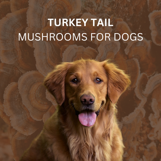 Turkey Tail Mushrooms for Dogs: Boost Immunity & Overall Health