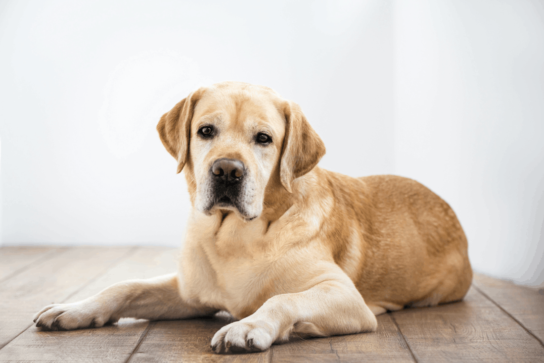 How Long Do Labrador Retrievers Live? Average Life Span Explained