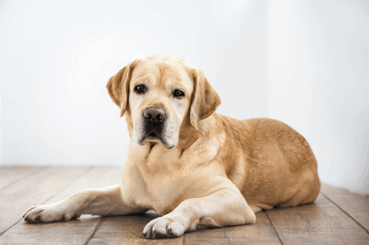 How Long Do Labrador Retrievers Live? Average Life Span Explained