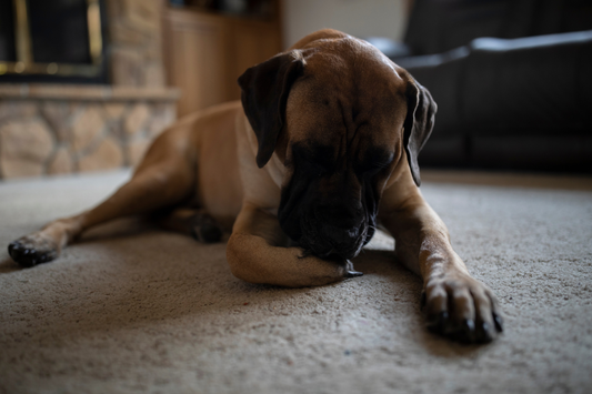 6 Ways to Cure lick granulomas in dogs