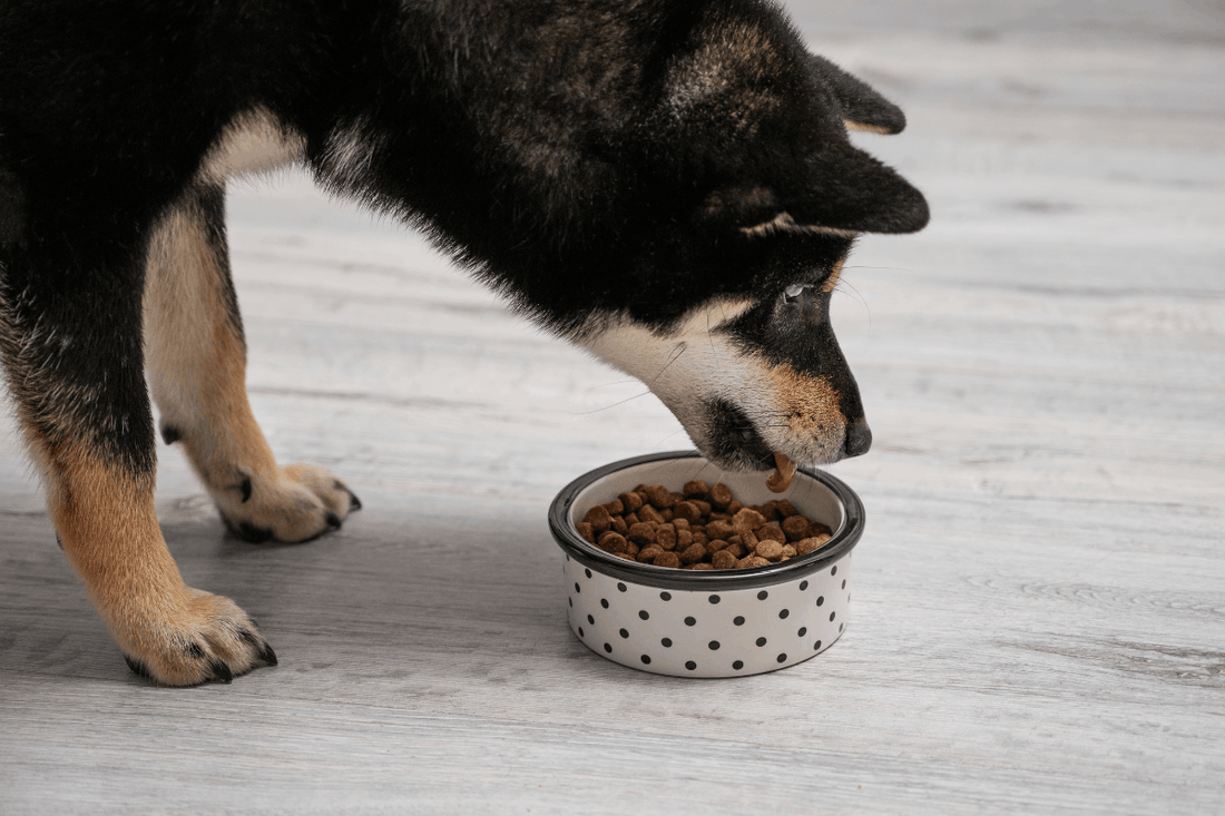 Full Spectrum or Broad Spectrum CBD for Dogs: Which Should You Choose?