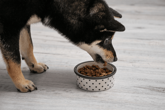 Full Spectrum or Broad Spectrum CBD for Dogs: Which Should You Choose?