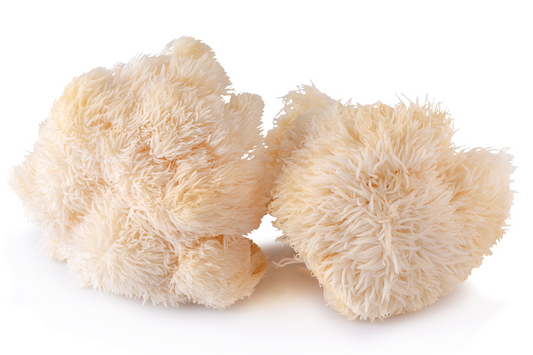 Lion's Mane Mushroom For Dogs