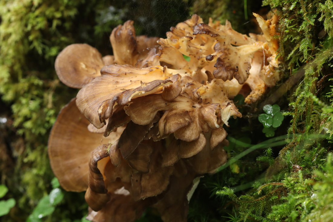 Maitake Mushrooms for Dogs: Health Benefits, Science, & Dosing Guide