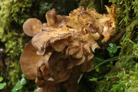 Maitake Mushrooms for Dogs: Health Benefits, Science, & Dosing Guide