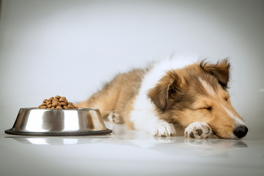 How CBD as an Appetite Stimulant for Dogs Is Helping Picky Eaters