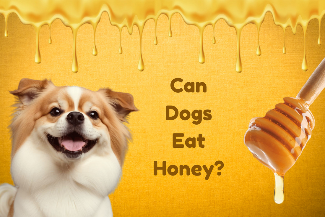 Is Honey Good for Dogs Benefits and Risks Explained Bully Crew CBD