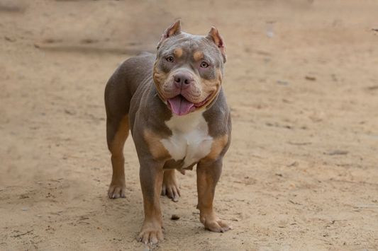 American Bully Lifespan: How Long Do These Dogs Live?