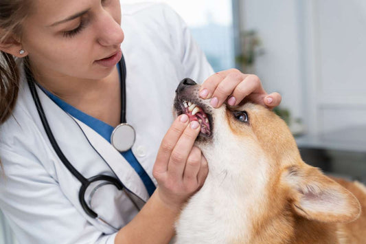 How CBD Supports Healthy Dog Gums and Reduces Inflammation