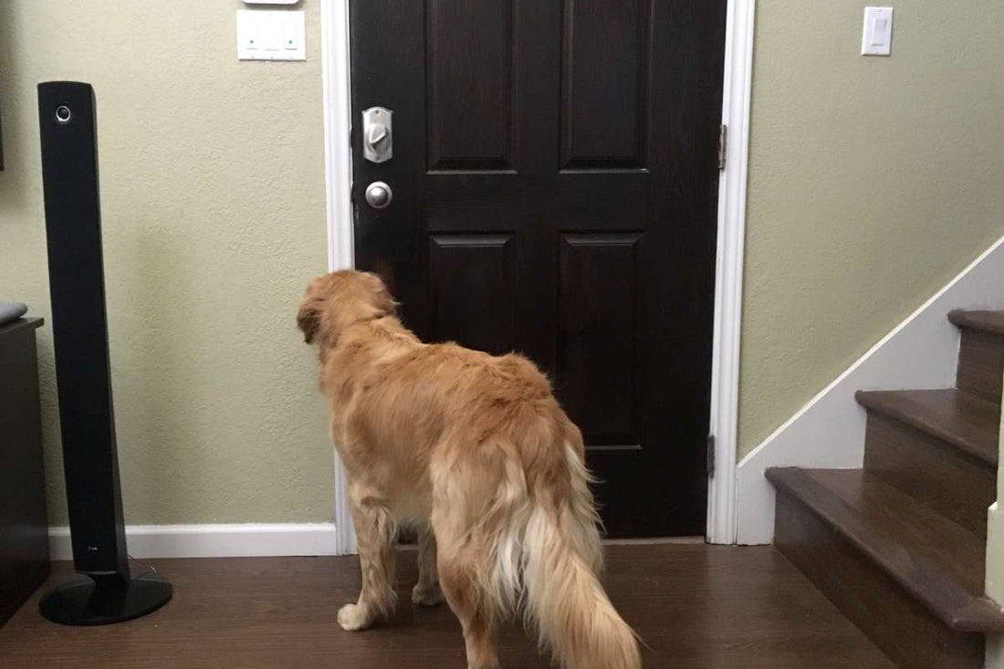 Why Do Dogs Follow You From Room to Room? The Psychology Behind It