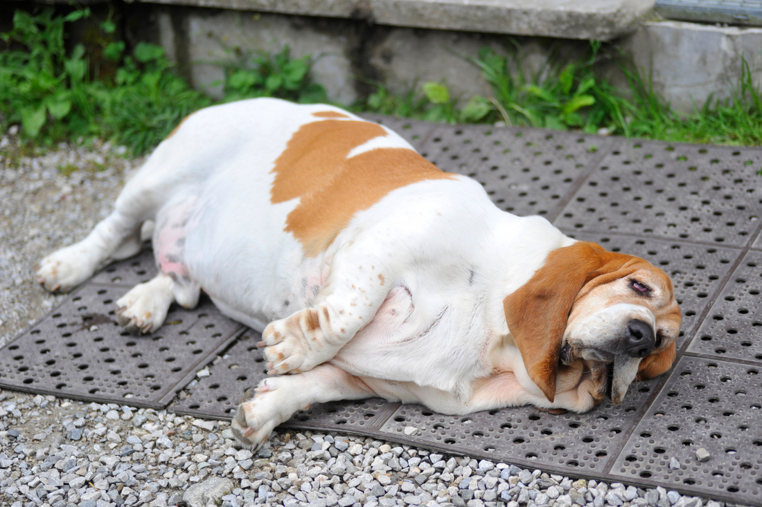 Dog Obesity: Causes, Risks, and How to Help Your Pup Stay Fit