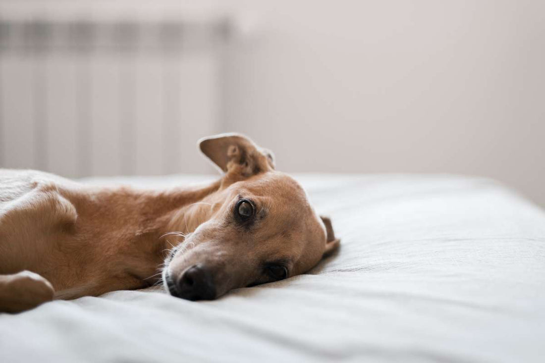 Understanding the Causes of Seizures in Dogs - And How CBD May Help