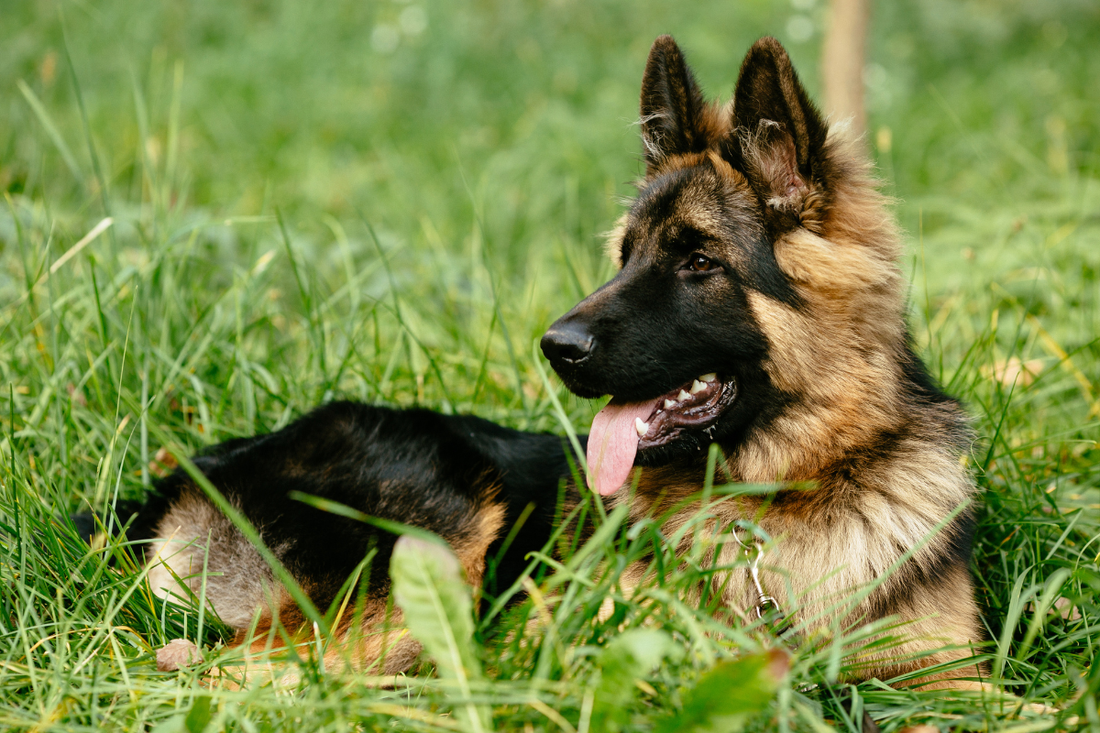 german-shepherd-lifespan