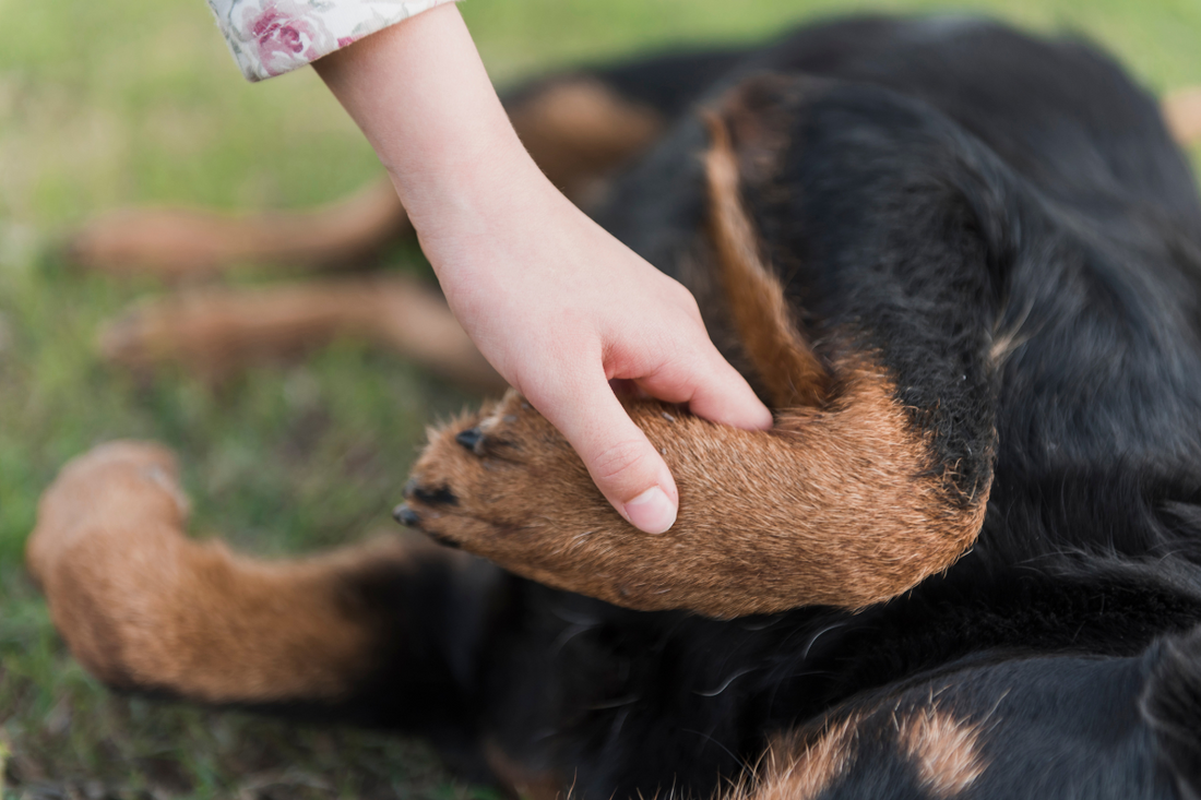 Glucosamine for Dogs: Can It Help Cure or Relieve Arthritis?