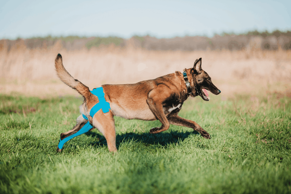 Torn ACL Treatment for Dogs