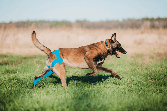 Torn ACL Treatment for Dogs