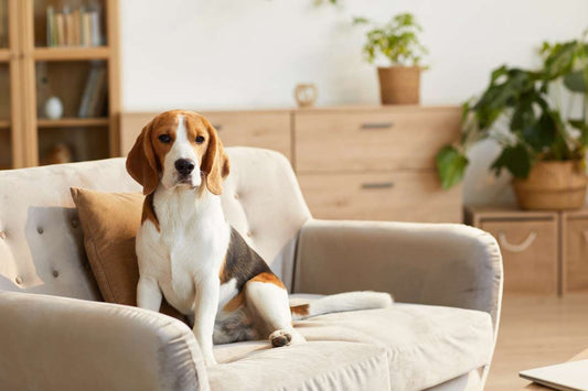 beagles-dog-breed