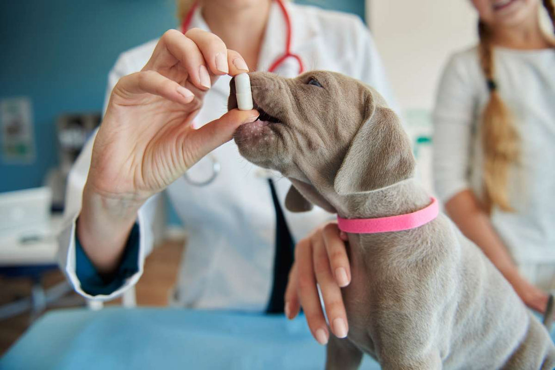 How CBD Supports IBD Treatment in Dogs