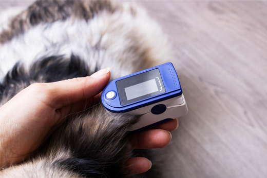 Signs a Dog May Be Struggling With Diabetes