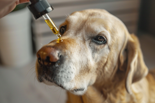 MCT Oil for Dogs: Boosting Brain and Heart Health