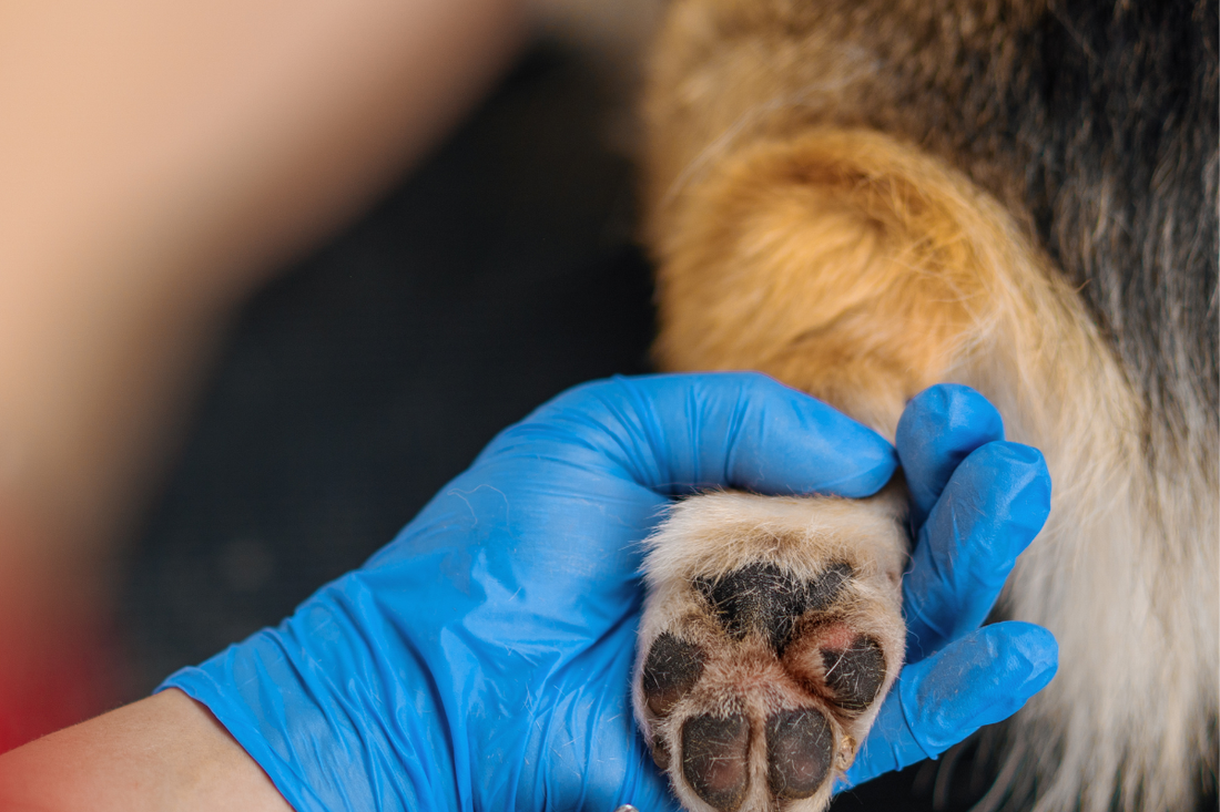 Itchy Paws in Dogs: Benefits of Using CBD Balm