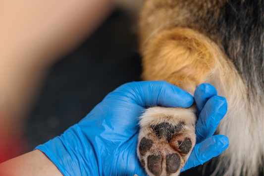 Itchy Paws in Dogs: Benefits of Using CBD Balm