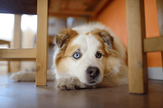 Why Are Dogs Scared of Thunder? Causes, Signs, and How to Help