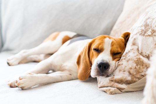 CBD for Sundowning in Dogs: Restoring Calm After Sunset