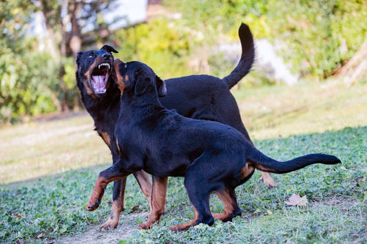 Dog Reactivity vs Aggression: What’s the Difference?