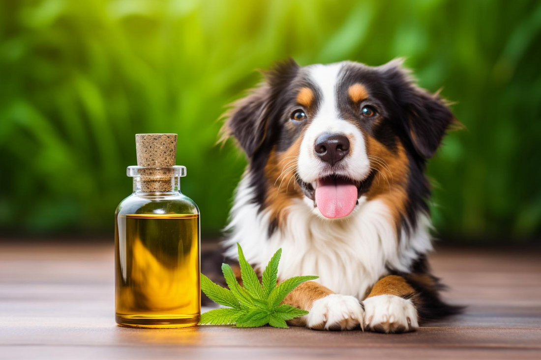 Natural Pain Medicine for Dogs: Top 7 Choices