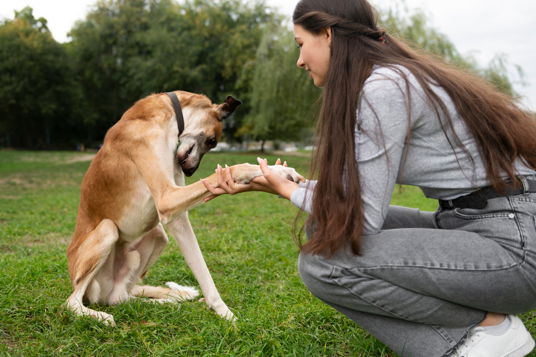 What Can I Give My Dog for Joint Pain? Expert Advice