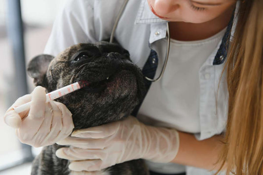 CBD and Dog Medications: What to Ask Your Vet