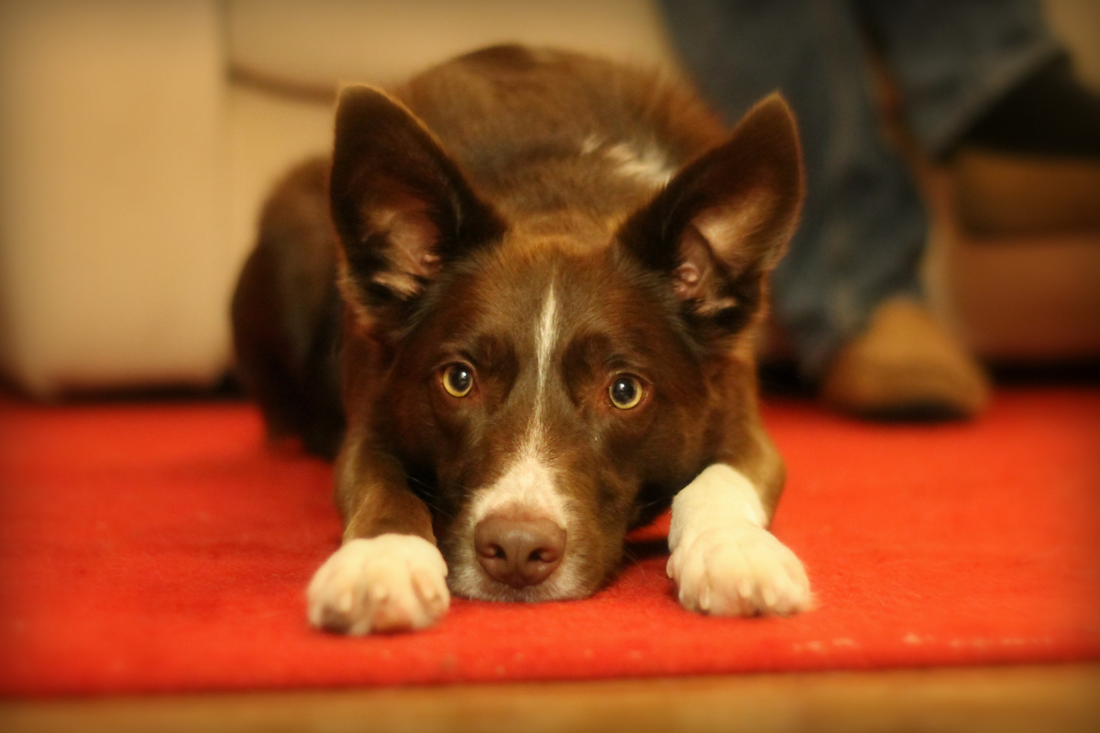 Why's My Dog Shaking? Causes, Symptoms, and Solutions