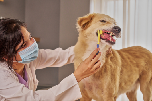 Help! My Dog's Teeth Are Rotting: A Complete Recovery Guide