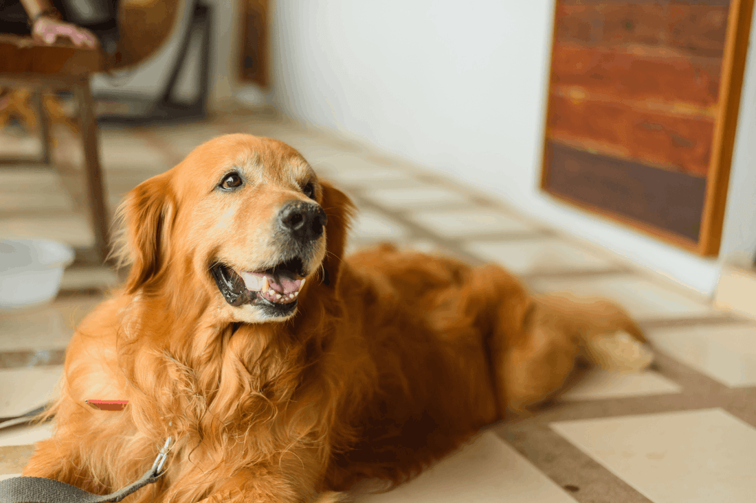 Life Expectancy of a Golden Retriever: Average Lifespan & Health Risks