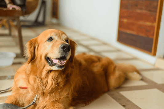 Life Expectancy of a Golden Retriever: Average Lifespan & Health Risks
