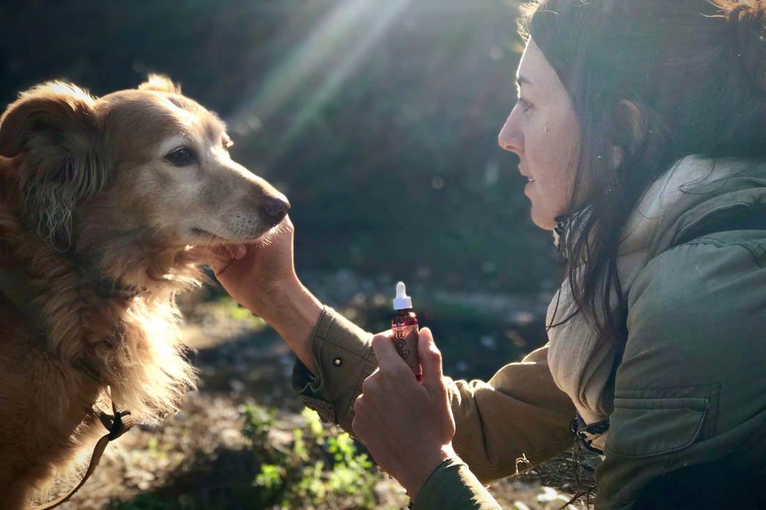 How Long Does CBD Stay in a Dog’s System?