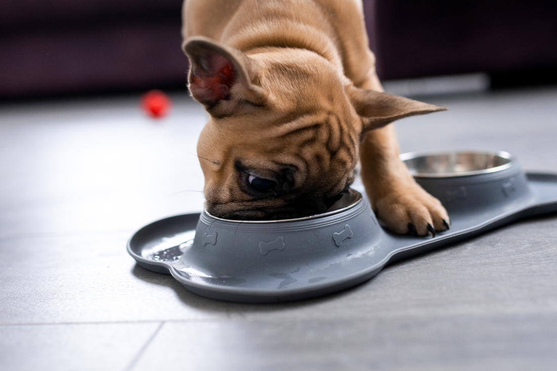 Can I Give My Dog Human CBD? Safety, Science, and Essential Facts