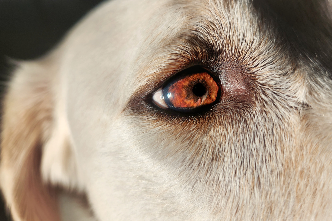 How CBD Can Help Treat Glaucoma In Dogs: A Simple Guide