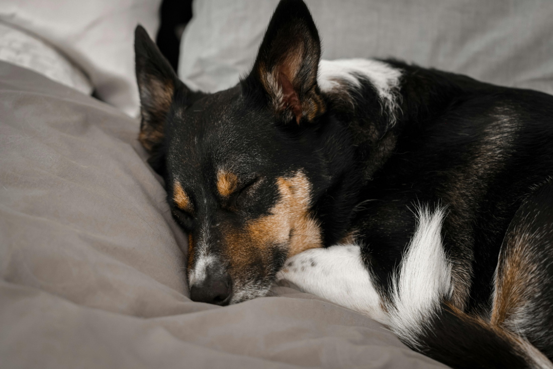 How to Help Your Dog Recover After Spay or Neuter Surgery