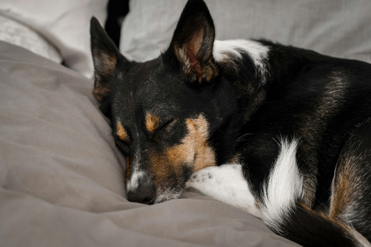 How to Help Your Dog Recover After Spay or Neuter Surgery