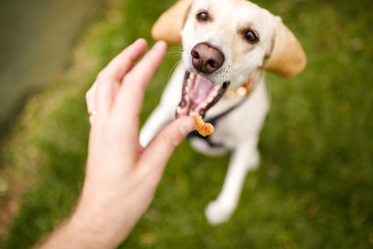 4 Simple and Healthy Homemade Dog Treats for Your Beloved Pet