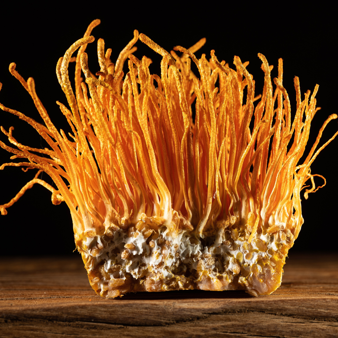 Cordyceps Mushroom for Dogs: Benefits, Dosage & Complete Pet Owner Guide