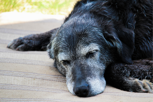 How CBD Can Improve Quality of Life for Older Dogs